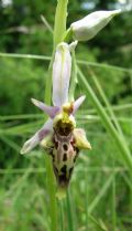 Ophrys apulica